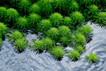 水中生机勃勃植物
