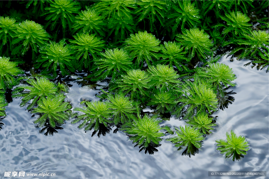 水中生机勃勃植物