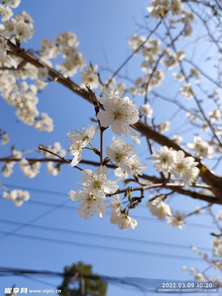 梨花