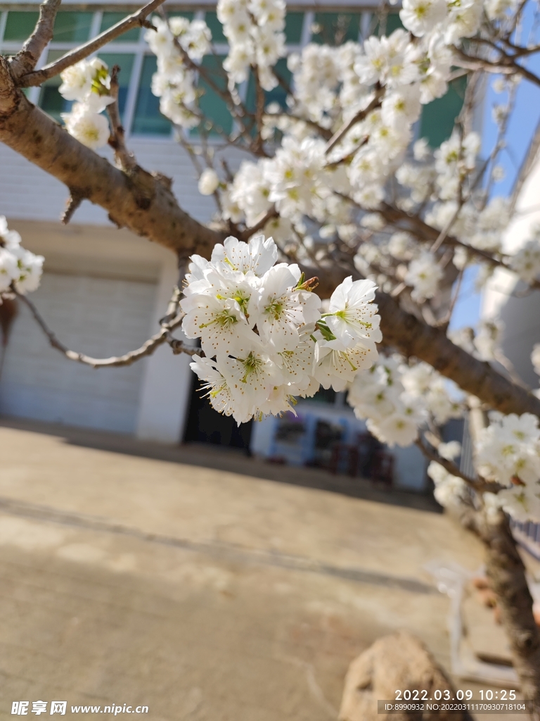 梨花