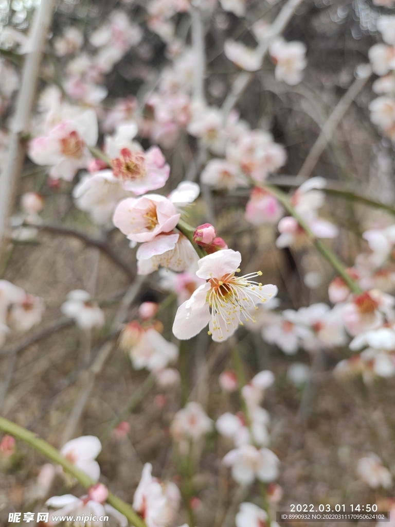 桃花