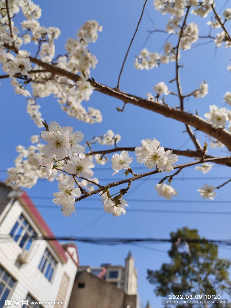 梨花