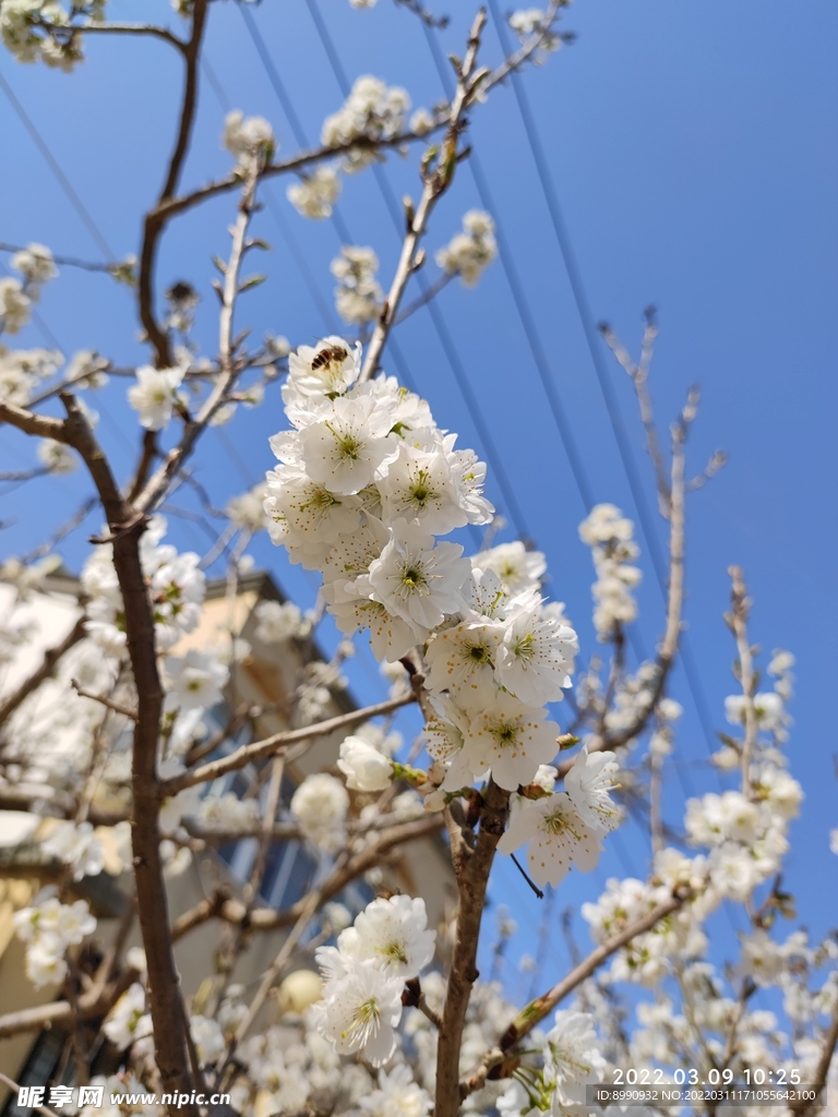 梨花