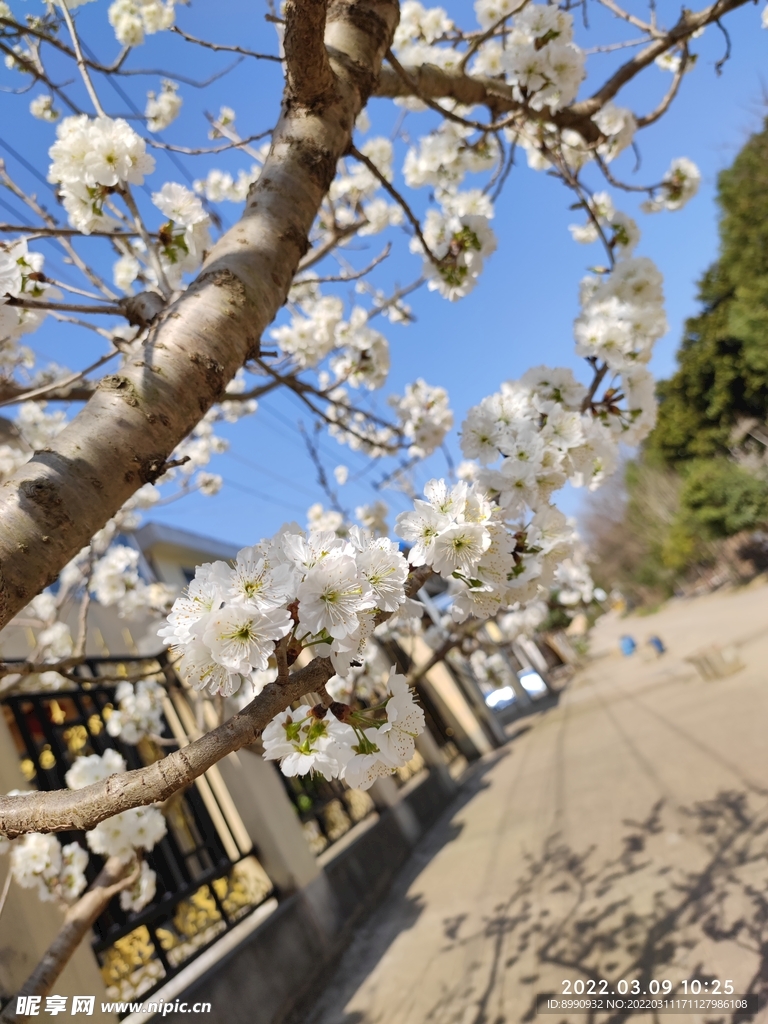 梨花