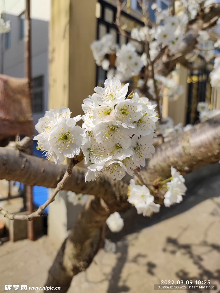 梨花