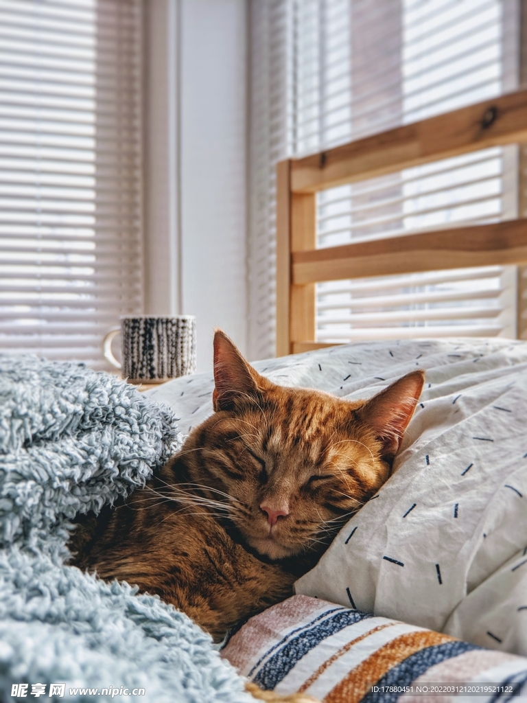 猫