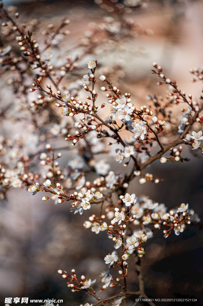东京樱花