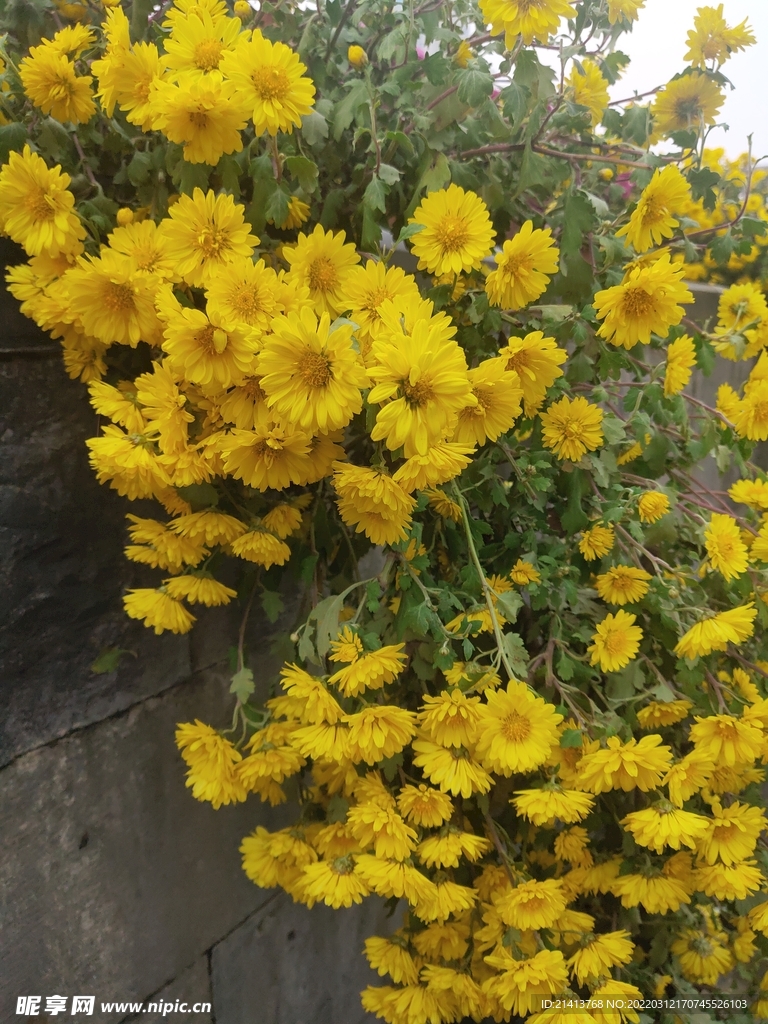 小雏菊菊花 