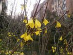 黄花 迎春花