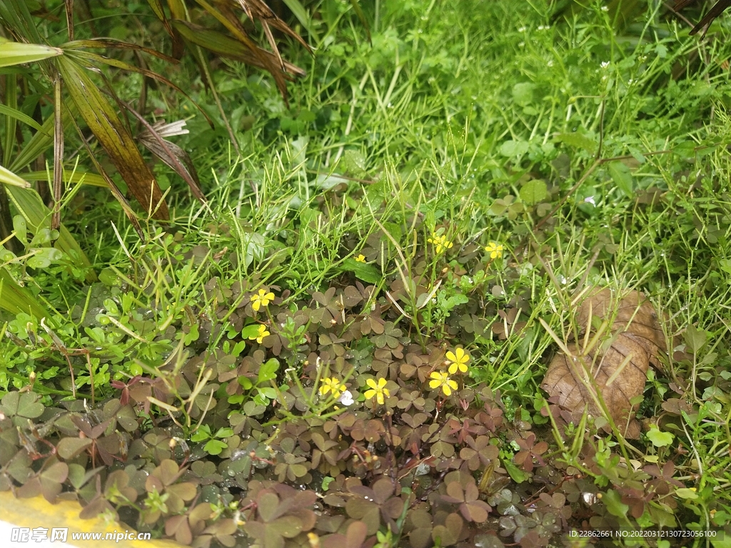 黄花