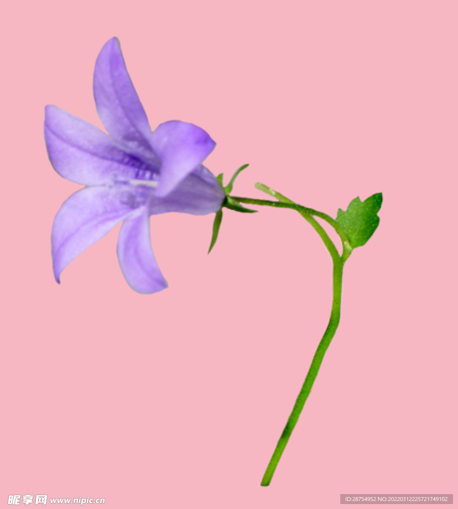 花朵