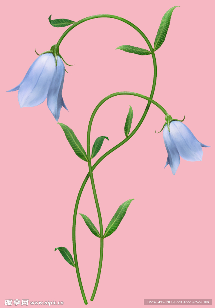 花朵