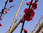 梅花   