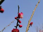 梅花 