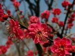 梅花   