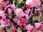 梅花  