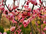 梅花 