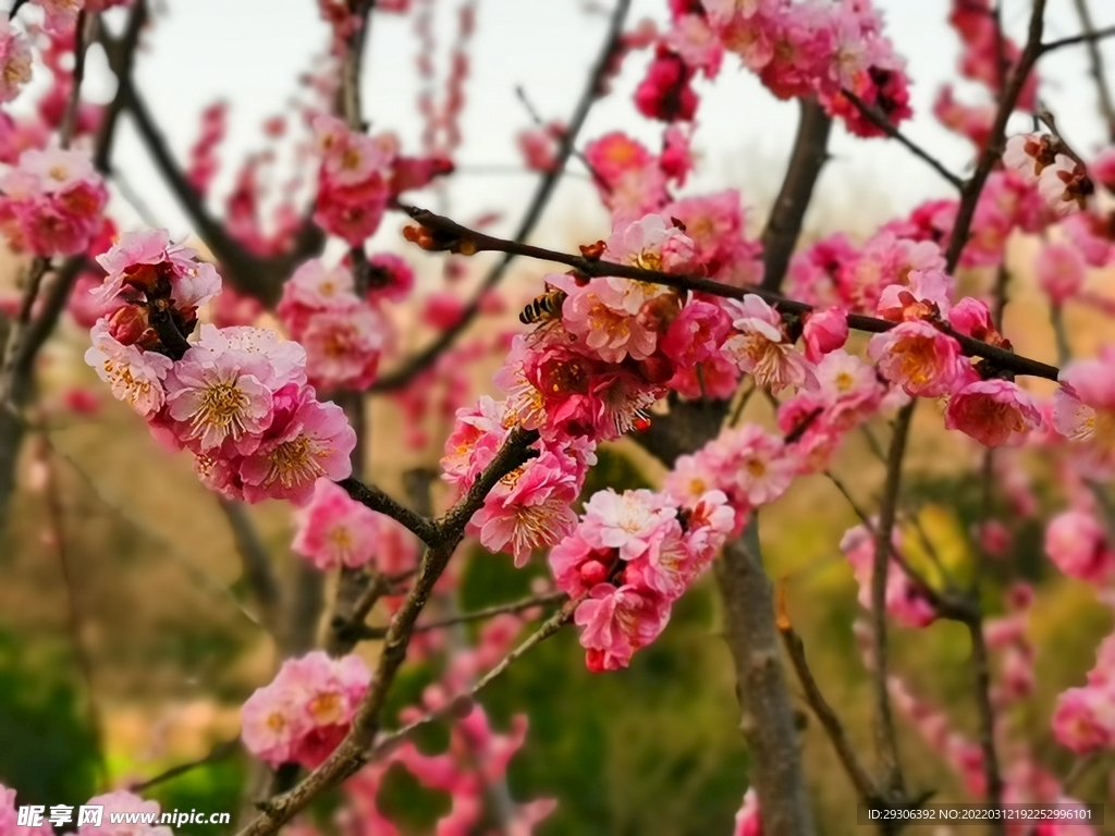 梅花 