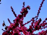 梅花  