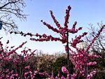 梅花   