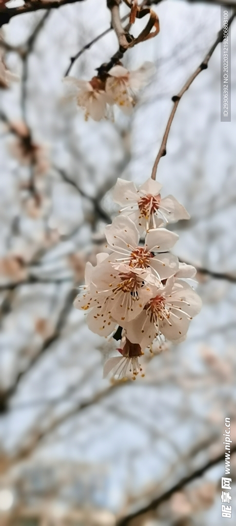 杏花