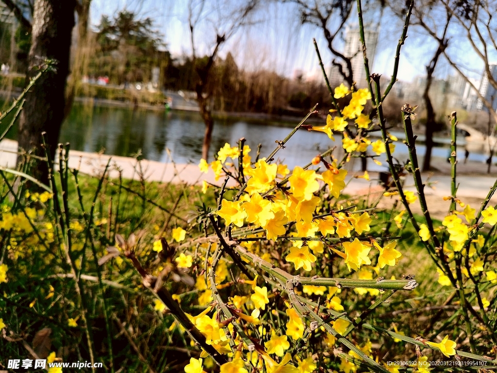 黄花  
