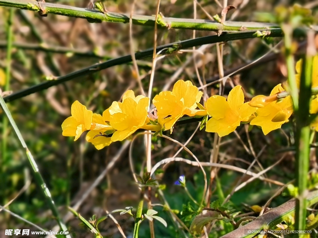 黄花 