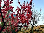 梅花  