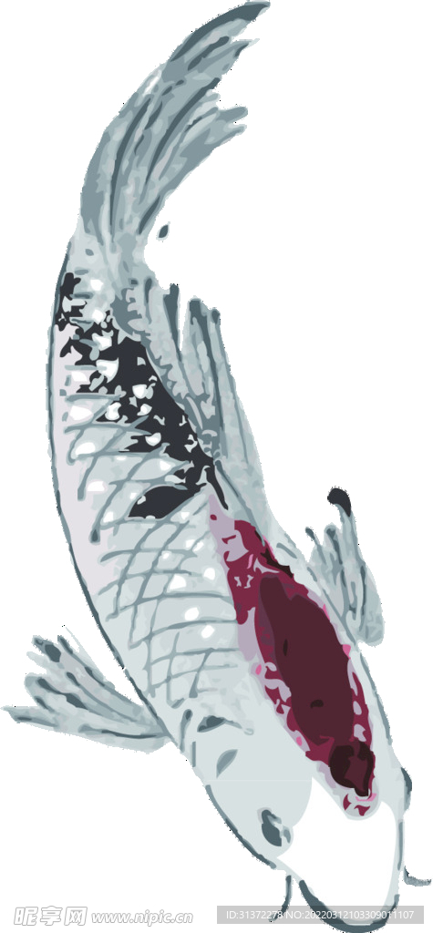  金鱼锦鲤手绘插画图片