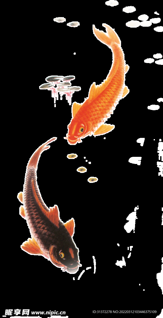 金鱼锦鲤手绘插画图片
