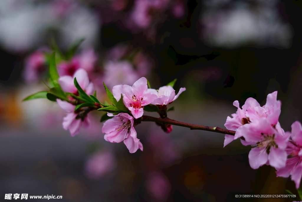 桃花