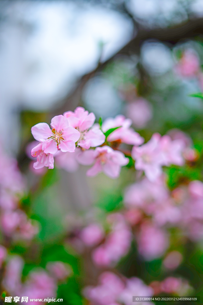 桃花