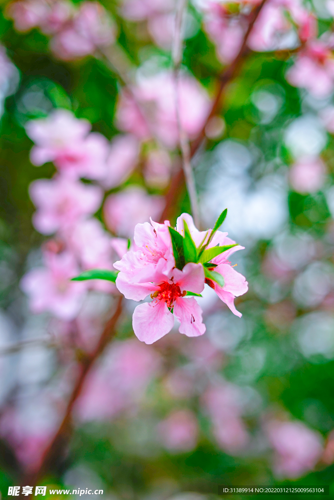 桃花