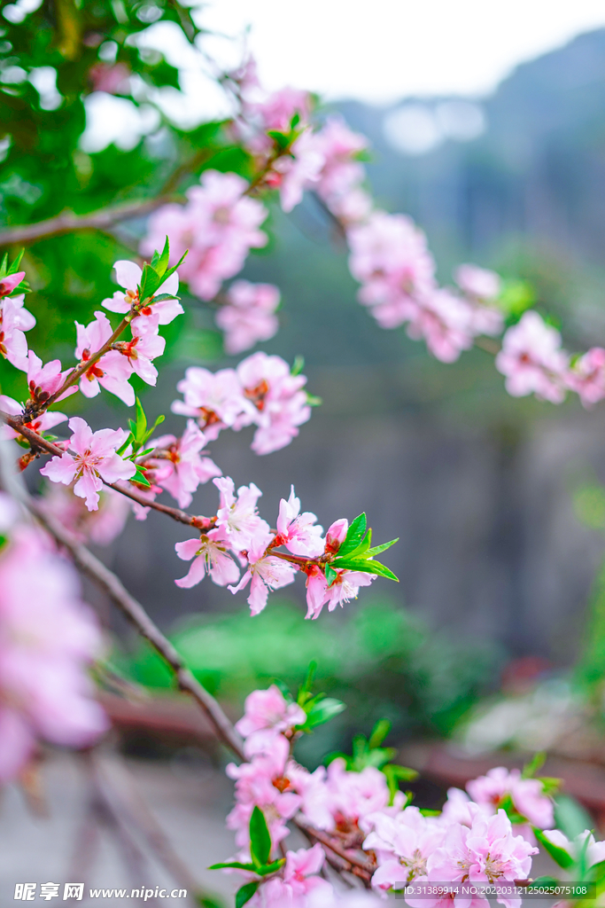 桃花