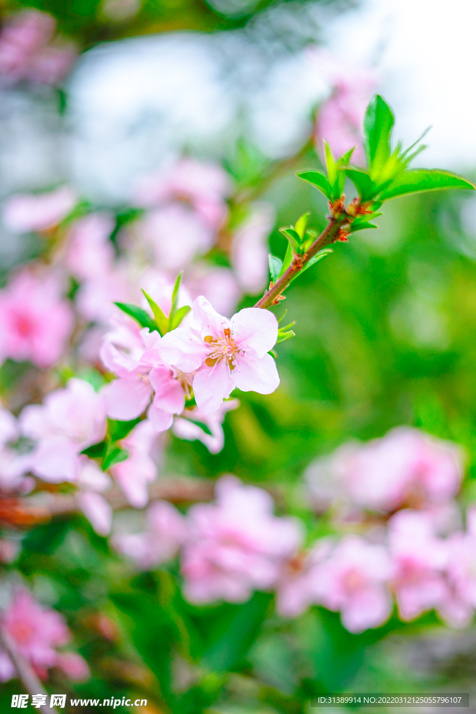 桃花