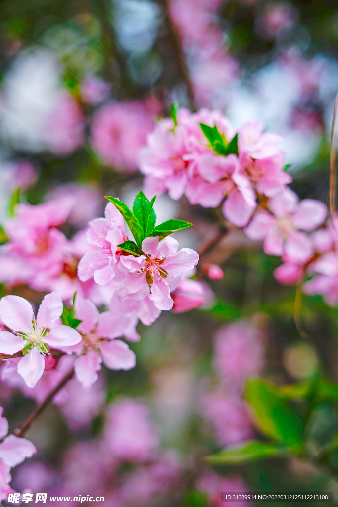 桃花