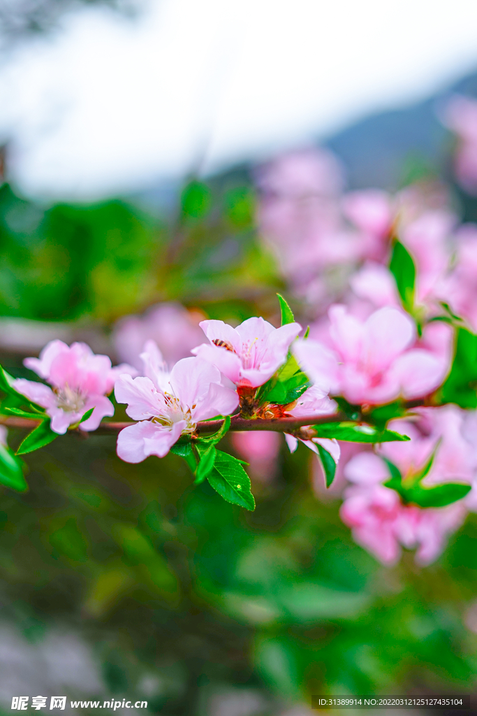 桃花