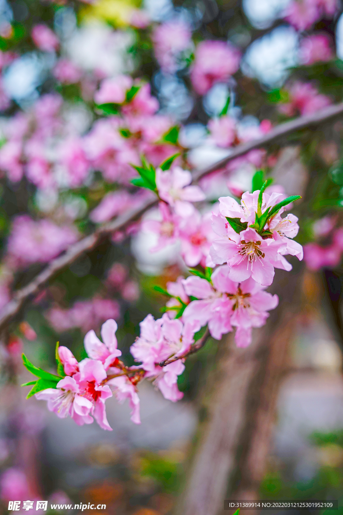 桃花