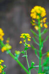 油菜花