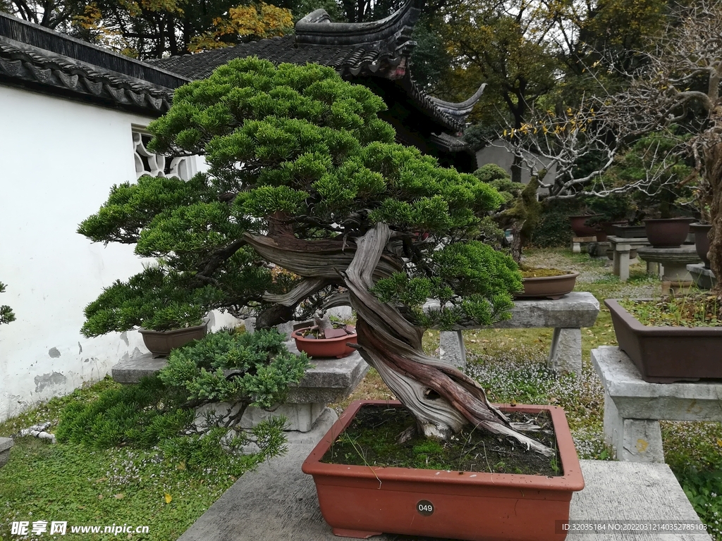 盆景