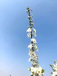 李子花 梨花