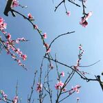  桃花
