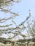李子花 梨花