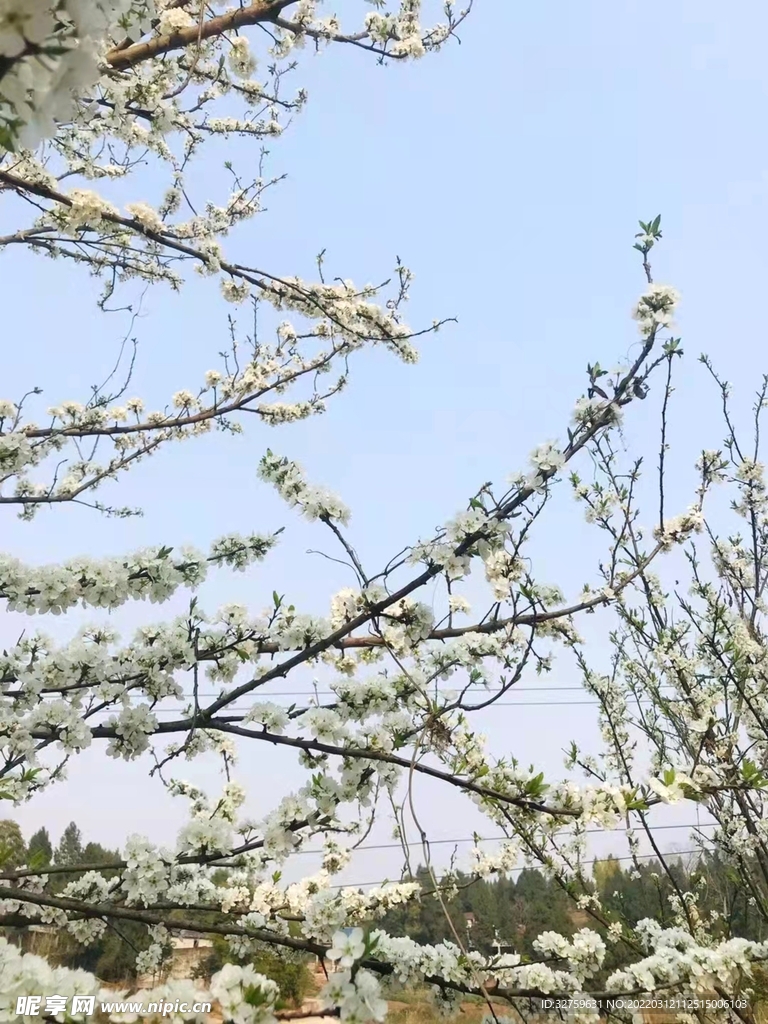 李子花 梨花