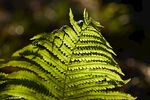 草