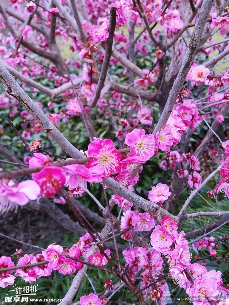 红梅近照