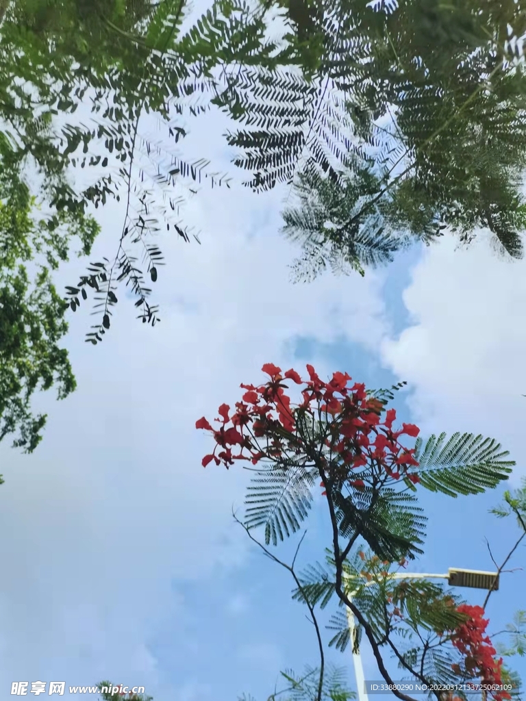 火热凤凰花