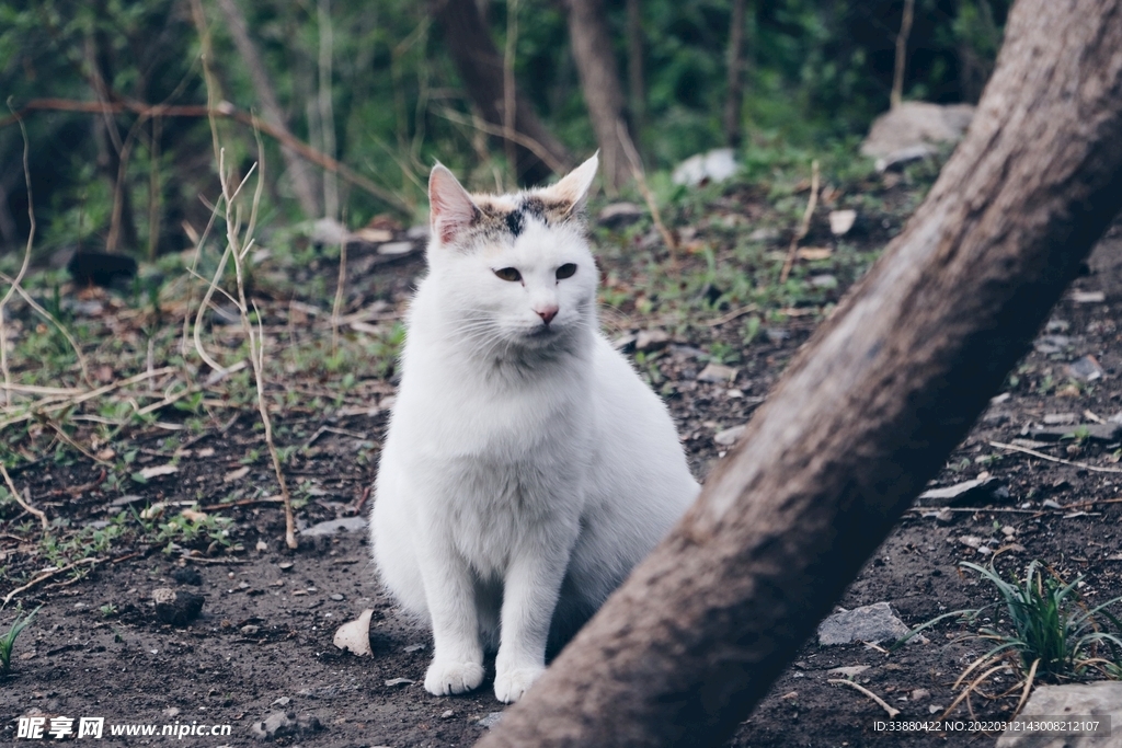 猫