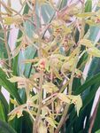 露水兰花
