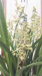 兰花